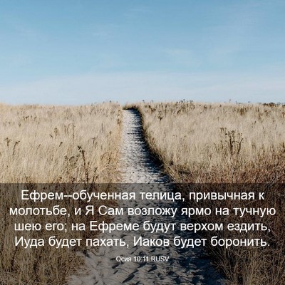 Picture 03 - Осия 10:11 RUSV - Ефрем--обученная телица, - Bible Verse Picture