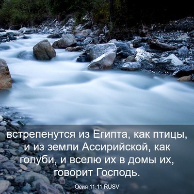 Picture 03 - Осия 11:11 RUSV - встрепенутся из Египта, - Bible Verse Picture