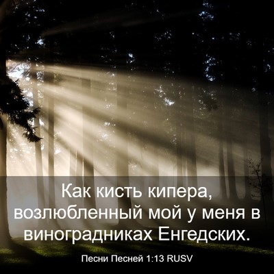 Picture 03 - Песни Песней 1:13 RUSV - Как кисть кипера, - Bible Verse Picture