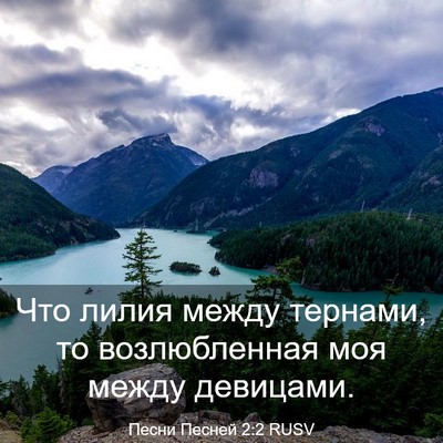 Picture 03 - Песни Песней 2:2 RUSV - Что лилия между тернами, то - Bible Verse Picture