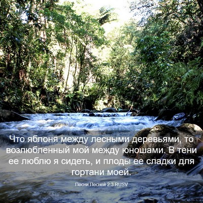 Picture 03 - Песни Песней 2:3 RUSV - Что яблоня между лесными - Bible Verse Picture