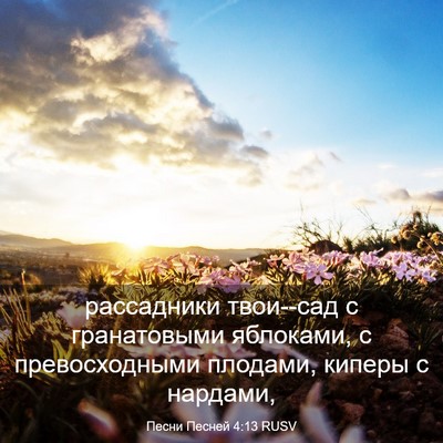 Picture 03 - Песни Песней 4:13 RUSV - рассадники твои--сад с - Bible Verse Picture