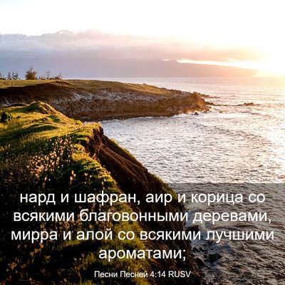 Picture 03 - Песни Песней 4:14 RUSV - нард и шафран, аир и корица - Bible Verse Picture