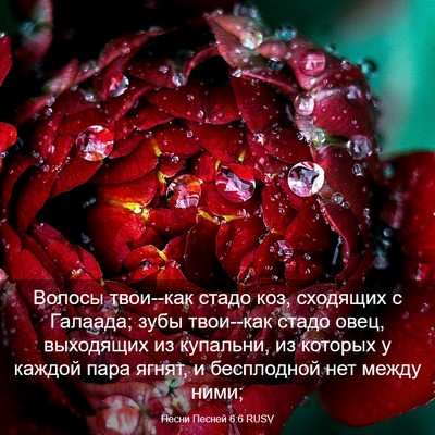 Picture 03 - Песни Песней 6:6 RUSV - Волосы твои--как стадо коз, - Bible Verse Picture