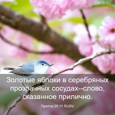 Picture 03 - Притчи 25:11 RUSV - Золотые яблоки в - Bible Verse Picture