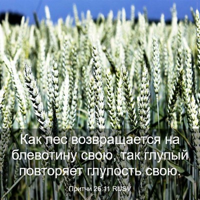 Picture 03 - Притчи 26:11 RUSV - Как пес возвращается на - Bible Verse Picture