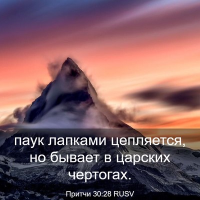 Picture 03 - Притчи 30:28 RUSV - паук лапками цепляется, но - Bible Verse Picture