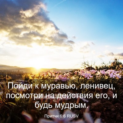 Picture 03 - Притчи 6:6 RUSV - Пойди к муравью, ленивец, - Bible Verse Picture