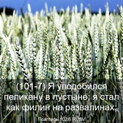 Picture 03 - Псалтирь 102:6 RUSV - (101-7) Я уподобился пеликану - Bible Verse Picture