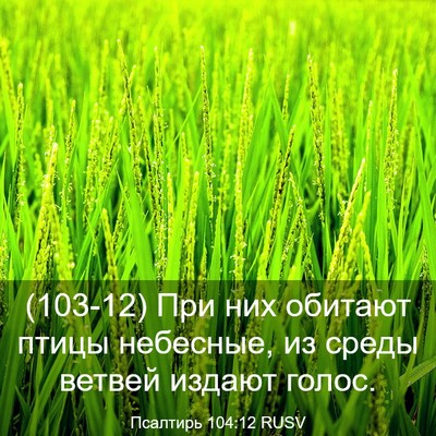 Picture 03 - Псалтирь 104:12 RUSV - (103-12) При них обитают птицы - Bible Verse Picture