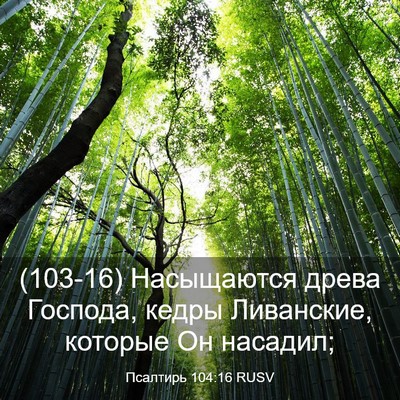 Picture 03 - Псалтирь 104:16 RUSV - (103-16) Насыщаются древа - Bible Verse Picture