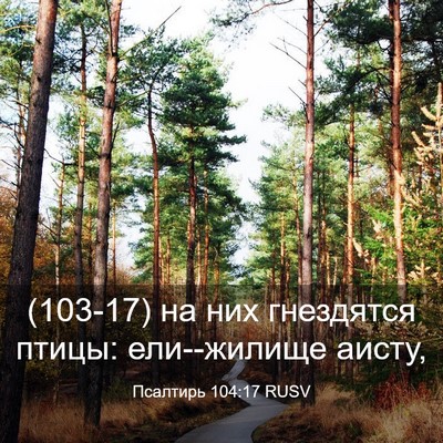 Picture 03 - Псалтирь 104:17 RUSV - (103-17) на них гнездятся - Bible Verse Picture