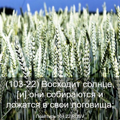 Picture 03 - Псалтирь 104:22 RUSV - (103-22) Восходит солнце, [и] - Bible Verse Picture