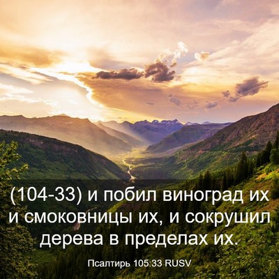 Picture 03 - Псалтирь 105:33 RUSV - (104-33) и побил виноград их и - Bible Verse Picture