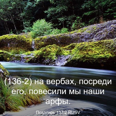 Picture 03 - Псалтирь 137:2 RUSV - (136-2) на вербах, посреди его, - Bible Verse Picture