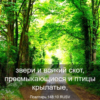 Picture 03 - Псалтирь 148:10 RUSV - звери и всякий скот, - Bible Verse Picture