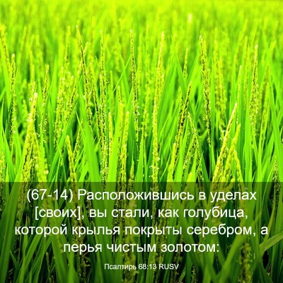 Picture 03 - Псалтирь 68:13 RUSV - (67-14) Расположившись в - Bible Verse Picture