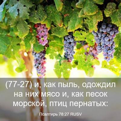 Picture 03 - Псалтирь 78:27 RUSV - (77-27) и, как пыль, одождил на - Bible Verse Picture