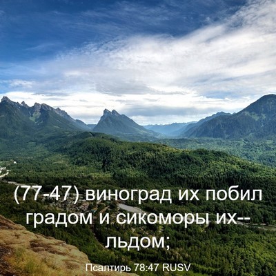 Picture 03 - Псалтирь 78:47 RUSV - (77-47) виноград их побил - Bible Verse Picture