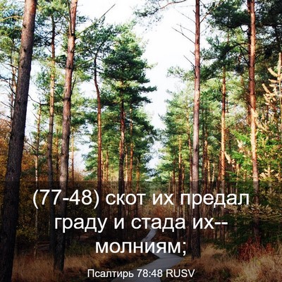 Picture 03 - Псалтирь 78:48 RUSV - (77-48) скот их предал граду и - Bible Verse Picture
