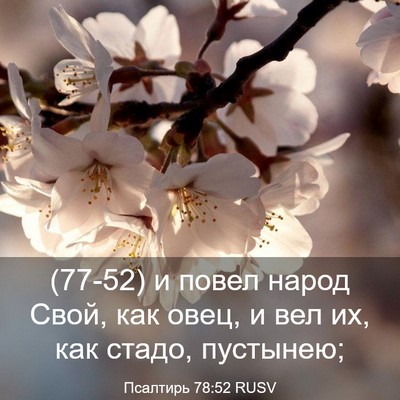 Picture 03 - Псалтирь 78:52 RUSV - (77-52) и повел народ Свой, как - Bible Verse Picture