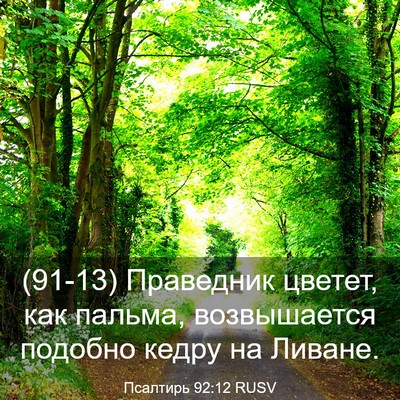 Picture 03 - Псалтирь 92:12 RUSV - (91-13) Праведник цветет, как - Bible Verse Picture