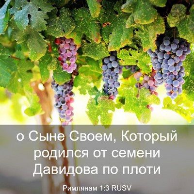 Picture 03 - Римлянам 1:3 RUSV - о Сыне Своем, Который - Bible Verse Picture
