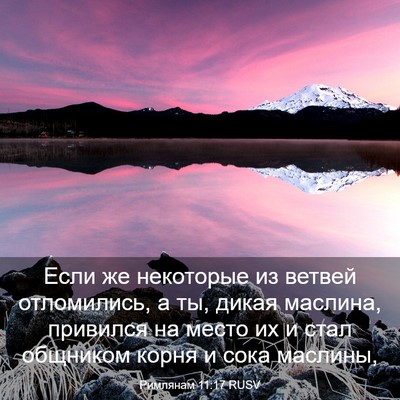 Picture 03 - Римлянам 11:17 RUSV - Если же некоторые из - Bible Verse Picture