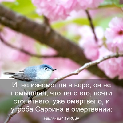 Picture 03 - Римлянам 4:19 RUSV - И, не изнемогши в вере, он - Bible Verse Picture