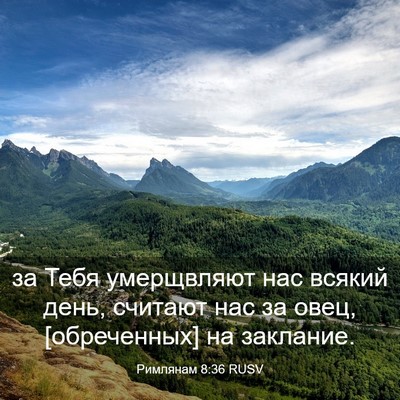 Picture 03 - Римлянам 8:36 RUSV - за Тебя умерщвляют нас - Bible Verse Picture