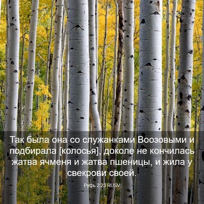 Picture 03 - Руфь 2:23 RUSV - Так была она со служанками - Bible Verse Picture