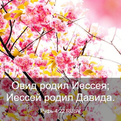 Picture 03 - Руфь 4:22 RUSV - Овид родил Иессея; Иессей - Bible Verse Picture