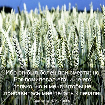 Picture 03 - Филиппийцам 2:27 RUSV - Ибо он был болен при - Bible Verse Picture
