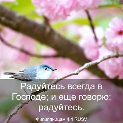 Picture 03 - Филиппийцам 4:4 RUSV - Радуйтесь всегда в - Bible Verse Picture