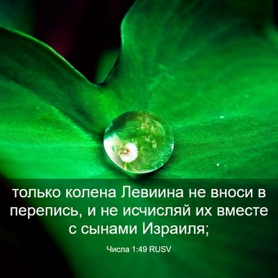 Picture 03 - Числа 1:49 RUSV - только колена Левиина не - Bible Verse Picture