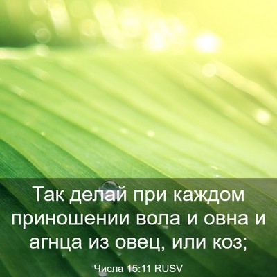 Picture 03 - Числа 15:11 RUSV - Так делай при каждом - Bible Verse Picture