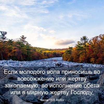 Picture 03 - Числа 15:8 RUSV - Если молодого вола - Bible Verse Picture