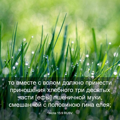 Picture 03 - Числа 15:9 RUSV - то вместе с волом должно - Bible Verse Picture
