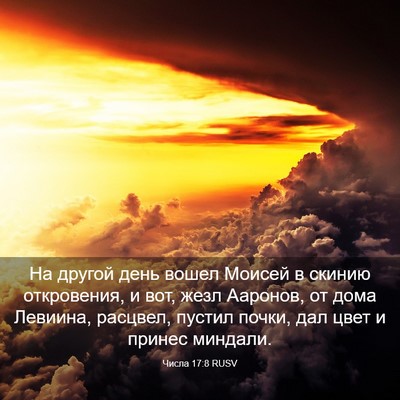 Picture 03 - Числа 17:8 RUSV - На другой день вошел - Bible Verse Picture