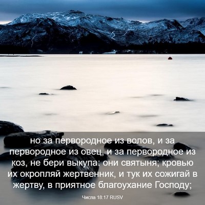 Picture 03 - Числа 18:17 RUSV - но за первородное из волов, - Bible Verse Picture