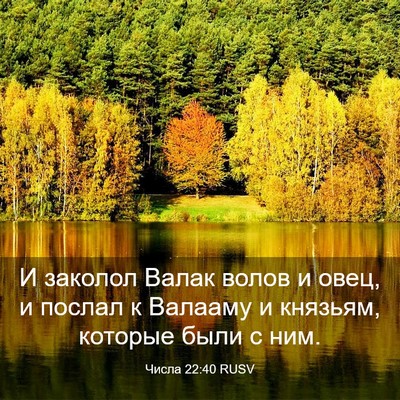 Picture 03 - Числа 22:40 RUSV - И заколол Валак волов и - Bible Verse Picture