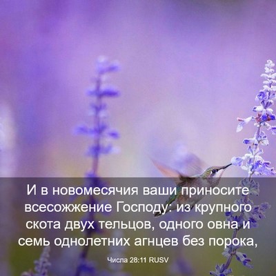 Picture 03 - Числа 28:11 RUSV - И в новомесячия ваши - Bible Verse Picture