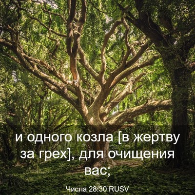 Picture 03 - Числа 28:30 RUSV - и одного козла [в жертву за - Bible Verse Picture