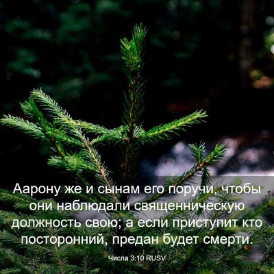 Picture 03 - Числа 3:10 RUSV - Аарону же и сынам его - Bible Verse Picture