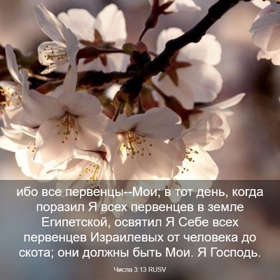 Picture 03 - Числа 3:13 RUSV - ибо все первенцы--Мои; в тот - Bible Verse Picture