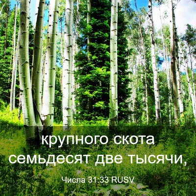 Picture 03 - Числа 31:33 RUSV - крупного скота семьдесят - Bible Verse Picture