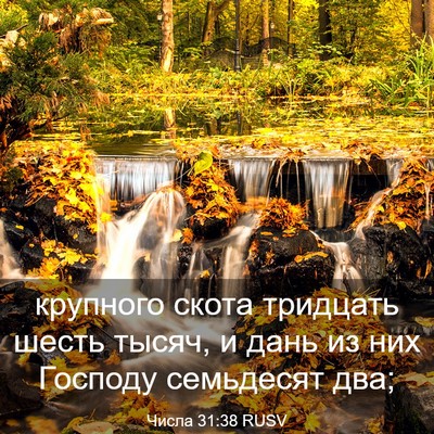 Picture 03 - Числа 31:38 RUSV - крупного скота тридцать - Bible Verse Picture