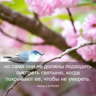 Picture 03 - Числа 4:20 RUSV - но сами они не должны - Bible Verse Picture
