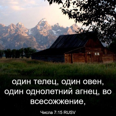 Picture 03 - Числа 7:15 RUSV - один телец, один овен, один - Bible Verse Picture