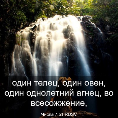 Picture 03 - Числа 7:51 RUSV - один телец, один овен, один - Bible Verse Picture